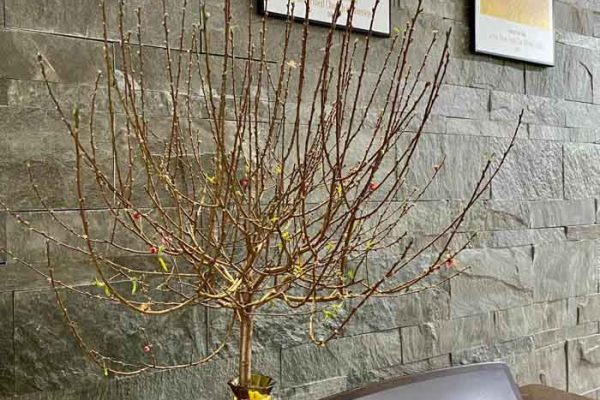 Thiết kế - Thi công Nhà phố 5x18m hiện đại đơn giản 10 nha pho 5x18m hien dai 8