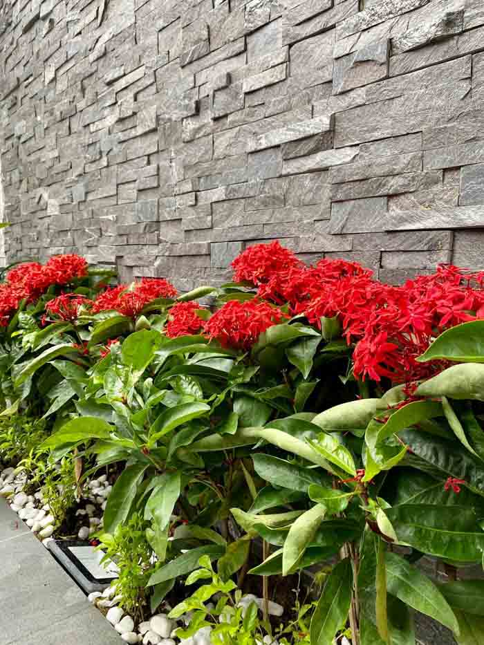 Phần giếng trời phía sau được trồng hoa thân thiện Phần giếng trời phía sau được trồng hoa thân thiện