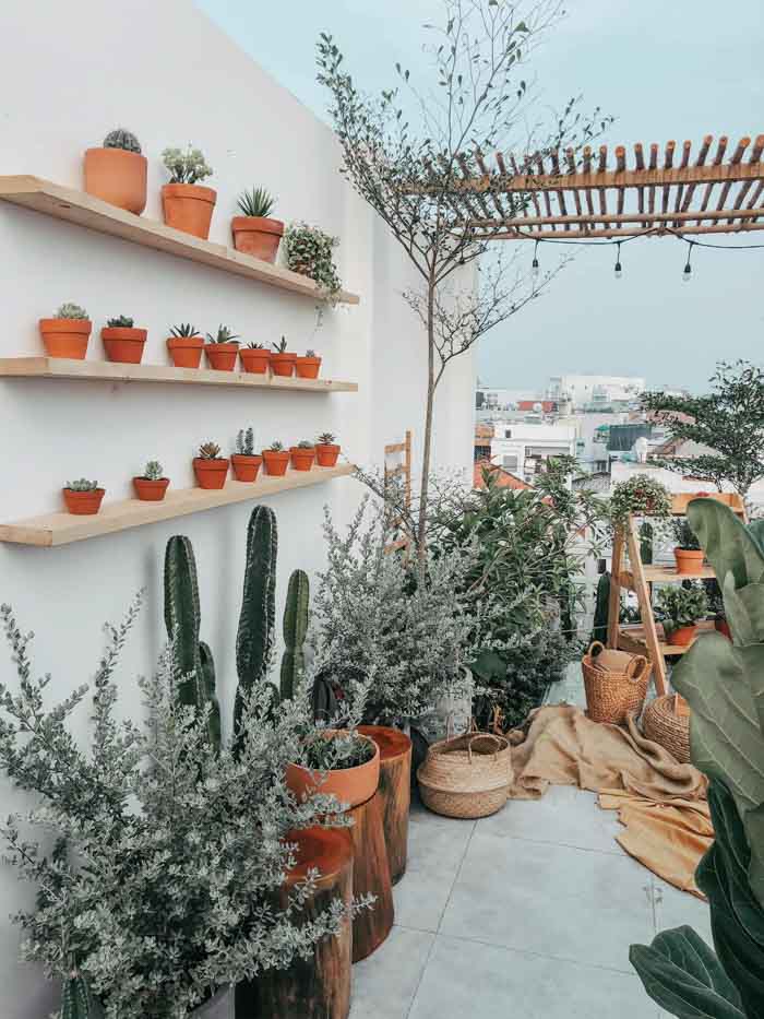 Hệ cây độc đáo Hệ cây độc đáo